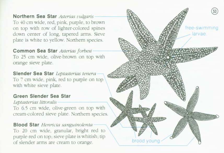 LIFE ON INTERTIDAL ROCKS: a guide to marine life of the rocky North Atlantic coast. nasg5406o